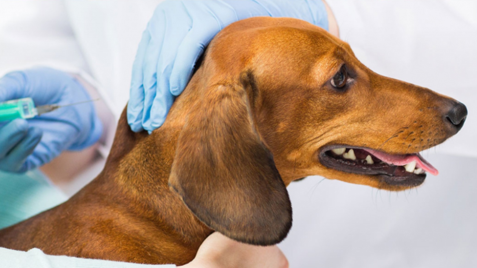 Где сделать прививку от бешенства собаке. Вакцинация собак. Вакцинация против бешенства животных. Вакцинирование собак.